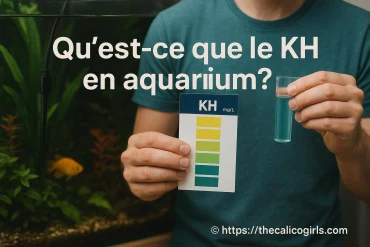 Kh en aquarium : à quoi sert-il et comment l’ajuster ?