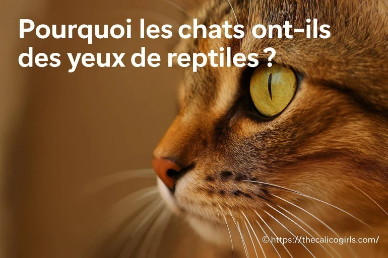 Pourquoi les chats ont-ils des yeux de reptiles ?