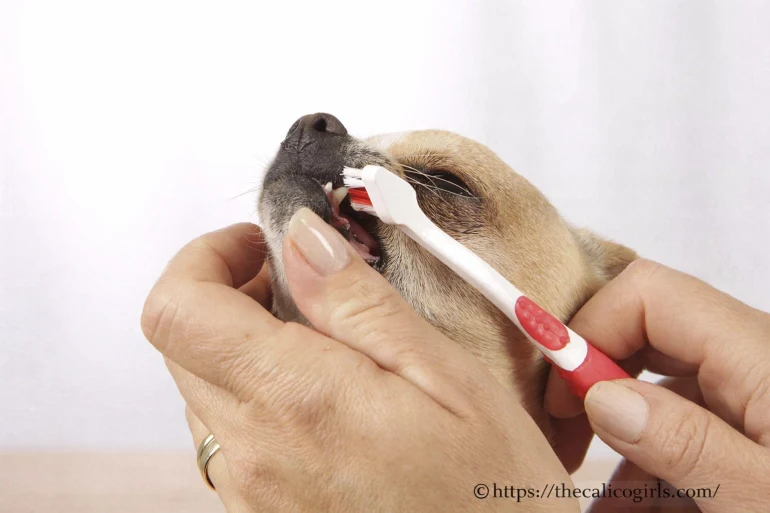 Dentifrice pour chien : en pâte, en spray, en croquette ou en solution buvable ?