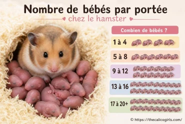 Nombre de bébés par portée chez le hamster : à quoi s’attendre ?