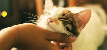 Quelles vitamines et minéraux donner à un chat ?