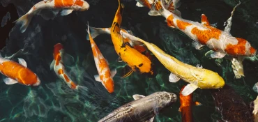Comment distinguer les différentes carpes?
