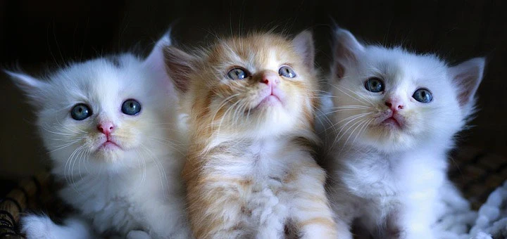 Chat