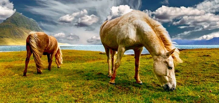 Cheval