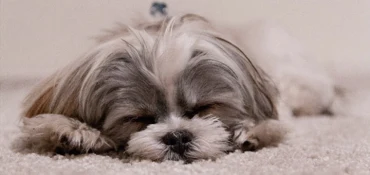 Chien qui vomit, faut-il s'inquiéter ?