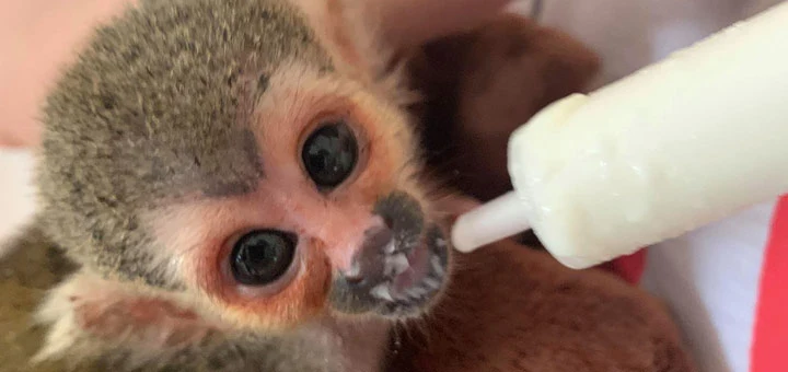 Soigneur animalier : le métier des fans d’animaux
