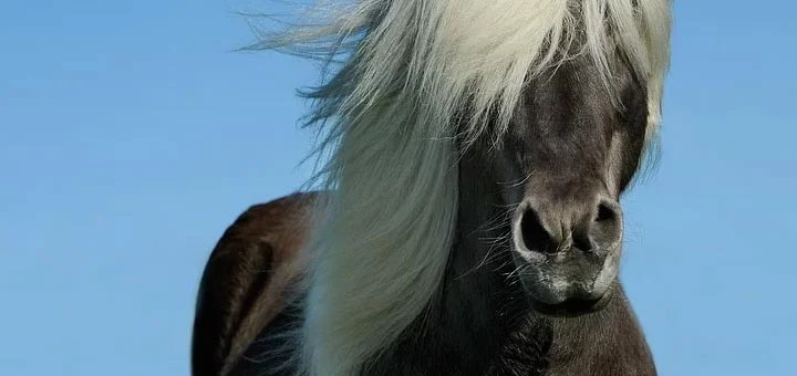 Jusqu’à quel âge peut vivre un cheval ?