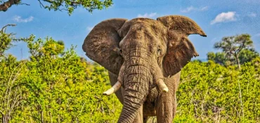 « Tous les animaux » : Une nouvelle encyclopédie en ligne dédiée aux animaux