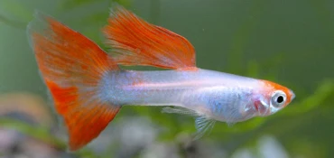 Quels poissons avec des guppys ?