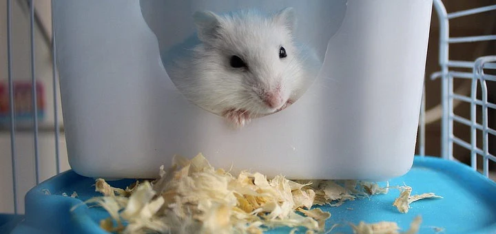 Hamster