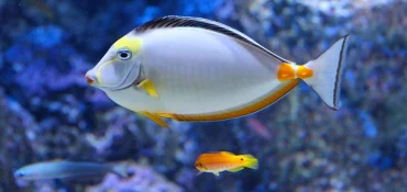 Comment installer son aquarium ?
