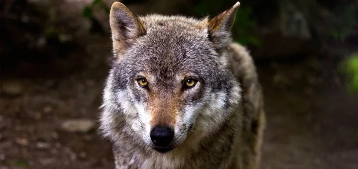 Loup