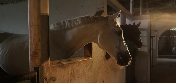 Optimiser la Santé de votre Cheval: Pourquoi vous devriez Considérer les Granulés