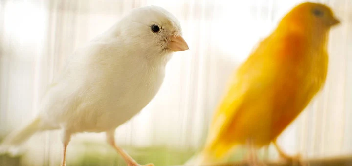 Oiseaux Domestiques