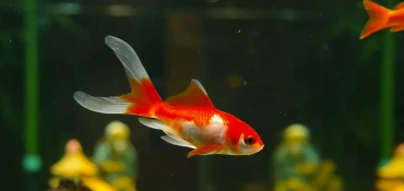 Quel type de poisson pour aquarium d'eau froide ?