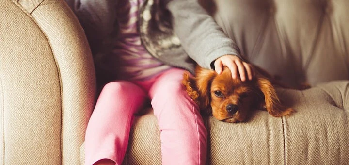 Quel animal de compagnie choisir ? Conseils pour trouver le compagnon idéal