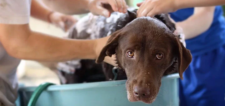 Comment bien toiletter son chien ?