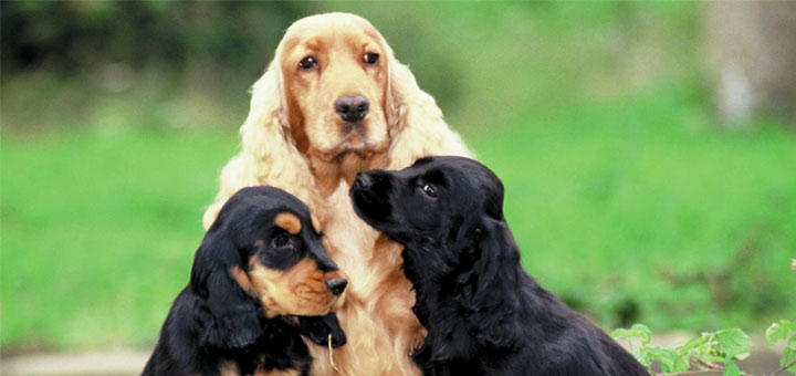 Protéger les articulations de votre chien : comment faire ?