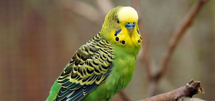 Comment réussir l'adoption d'une perruche ?