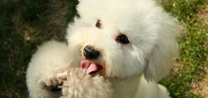 Comment bien élever un bichon maltais ?