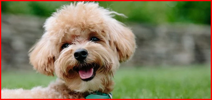 Adopter un chien hypoallergénique