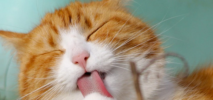 Les punaises de lit et les chats : ce que vous devez savoir