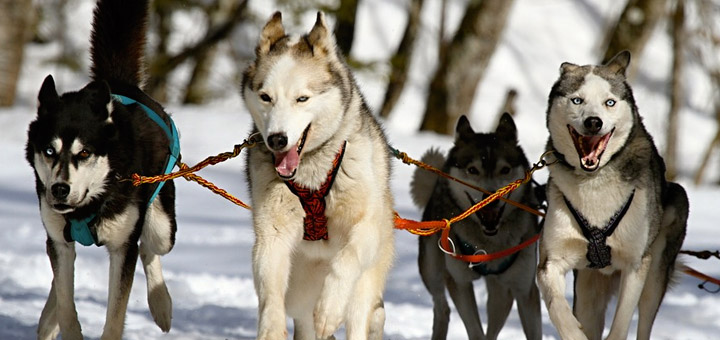 Top 5 des meilleurs chiens de traîneaux à connaître absolument