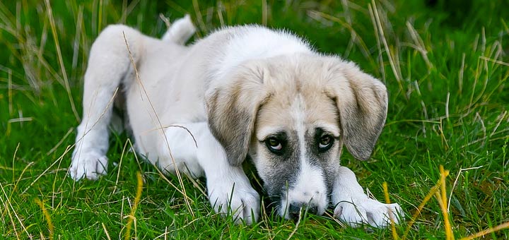 Comment Ă©viter les maladies digestives de votre chien par une alimentation adaptĂ©eâ?