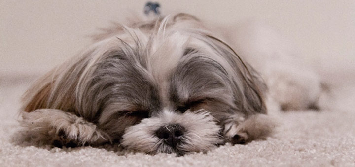 Chien qui vomit, faut-il s’inquiéter ?