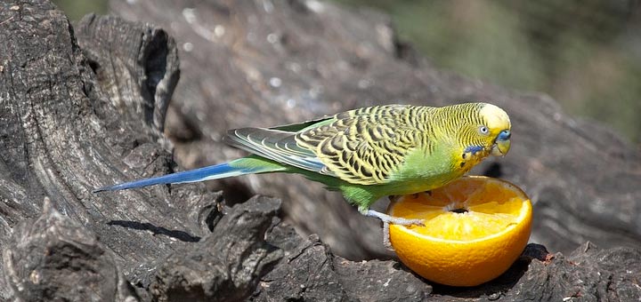 Quels fruits mangent les perruches ?