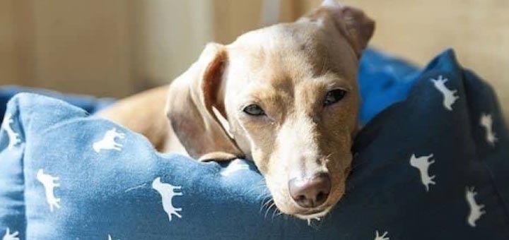 Comment choisir le meilleur lit chauffant pour chien ?