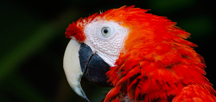 Comment choisir un perroquet de compagnie ?