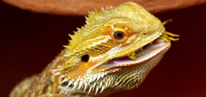 Portrait du pogona, un reptile sociable et facile à entretenir