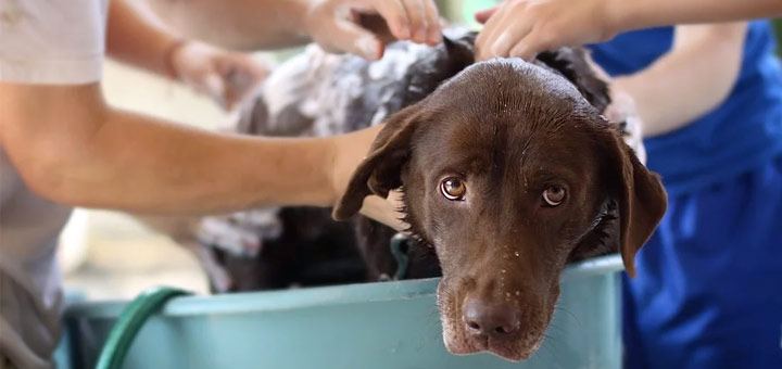 Comment bien toiletter son chien ?