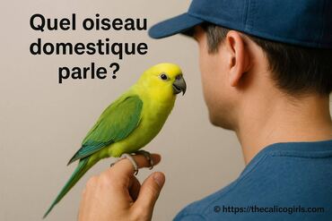 Quel oiseau domestique parle vraiment ?