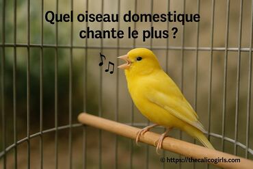 Quel oiseau domestique chante le plus ?