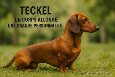 Teckel : dĂ©couvrez le charme dâun corps allongĂ© et dâune grande personnalitĂ©