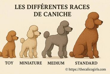 Quelles sont les différentes races de caniche ?