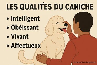 Quelles sont les qualités du caniche ?