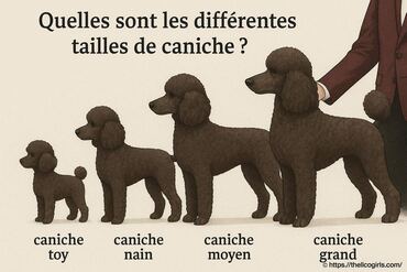 Quelles sont les différentes tailles de caniche ?
