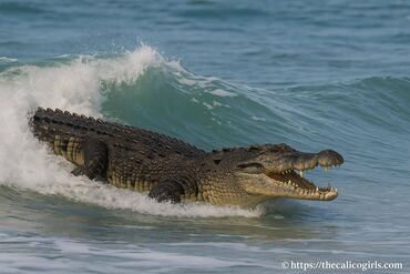 Comment le crocodile marin parcourt des centaines de kilomètres en surfant sur les vagues
