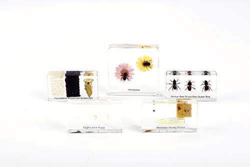 Cycle de vie dun Abeille Spécimen de Développement Spécimen 