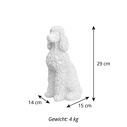 gartendekoparadies.de Stolzer Caniche aux boucles luxuriante