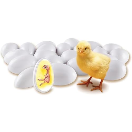 Modèle De Développement Embryonnaire Du Poussin, Kit Dexplor