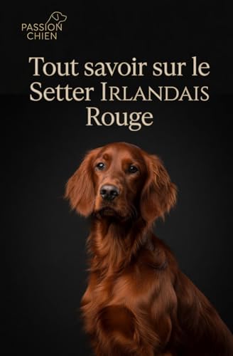 Tout savoir sur le Setter Irlandais Rouge