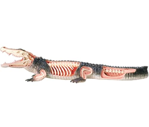 Modèle danatomie de crocodile en 4D, modèles danimaux avec 2