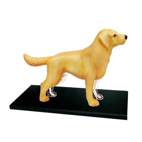 4D Vision Golden Retriever Chien Os Squelette et Anatomie Mo
