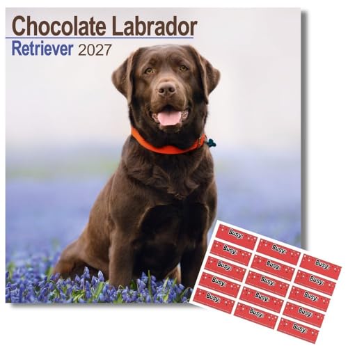 Avonside Labrador Chocolat 2027 Calendrier avec Autocollants