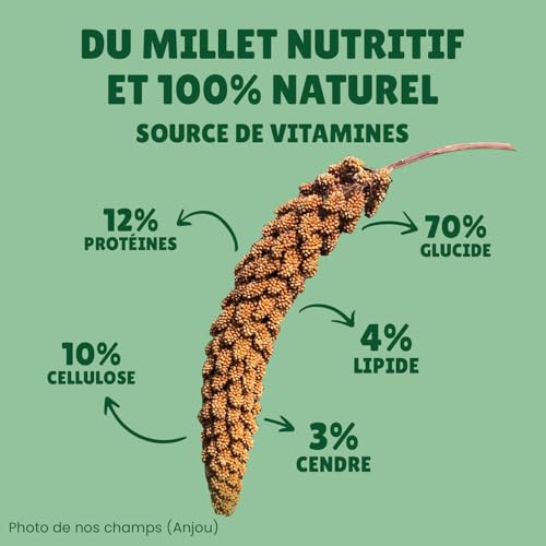 Au Comptoir de Noé Millet Jaune en Grappes 10kg, Alimentatio