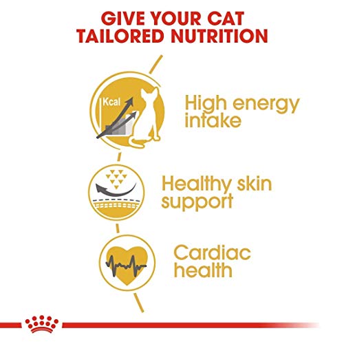 Royal Canin Sphynx Adulto 10.0 kg